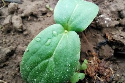 ��� �������� �������� ������ �������: ������� ��������� ����� � �������