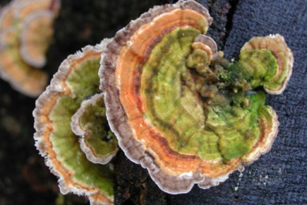 Грибы вокруг нас: как трутовики могут заменить пластик