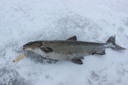 ��� ��������� �������� ���� ��� ���������