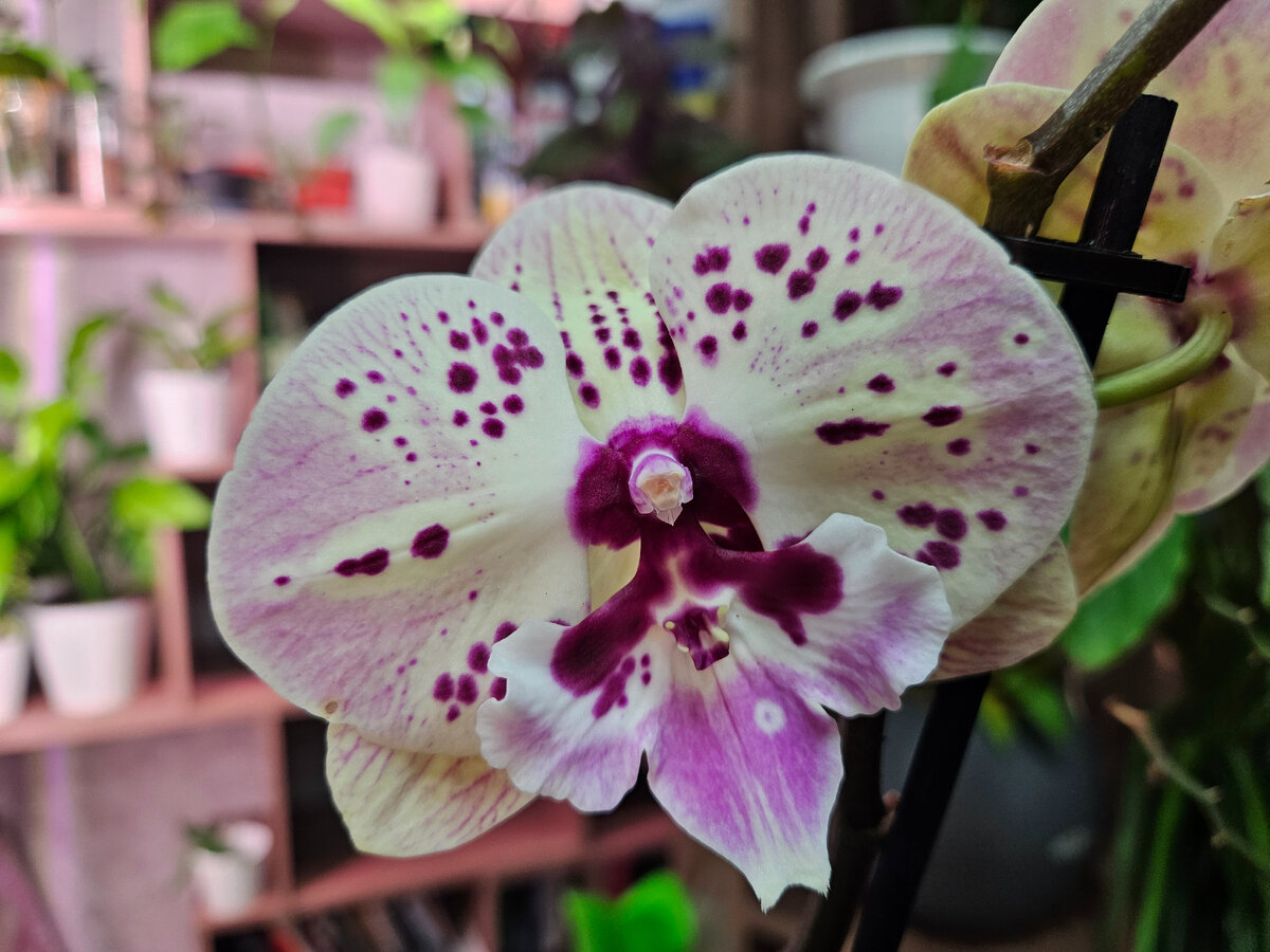 Когда цветочный шопинг превращается в праздник для двоих