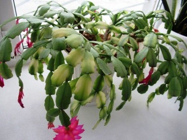 ���������: ��� ������� ���� ������ �������