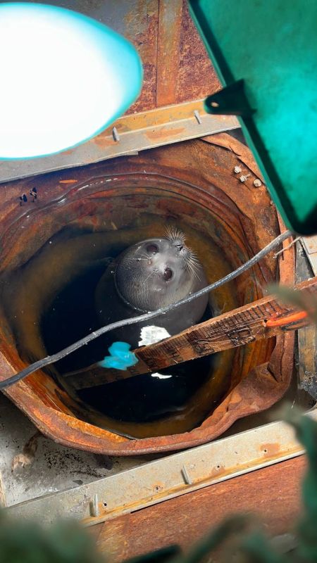 ����������� ��������: ����� �� ����� ��������� � �����������