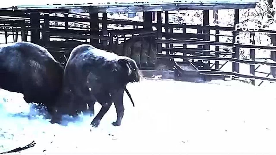 ����������� ��������� ������ ����� � ������� �����