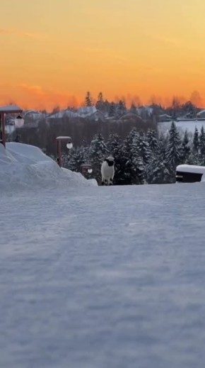 ����� ����. ���