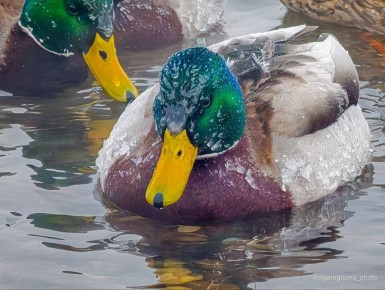 ������ ����� �������� ������