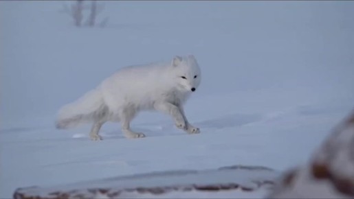 ���������� ��������� ������� "������������" �� ������