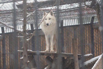 ��������� ����� �������� � ���� ���������� �������� ���������� ������������