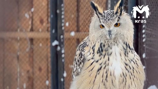 ����� �� "����� �����" ������ ��������� �� ���, ��� �� ��������� � ��� ��������