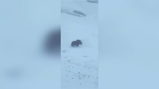 ����������� �������� �������� �� ����� ������ ������������� ����