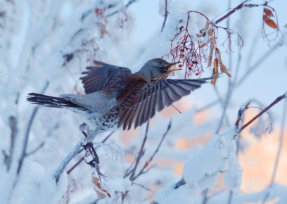 ����� �������� �� �������. ����: ������� ��������� ���