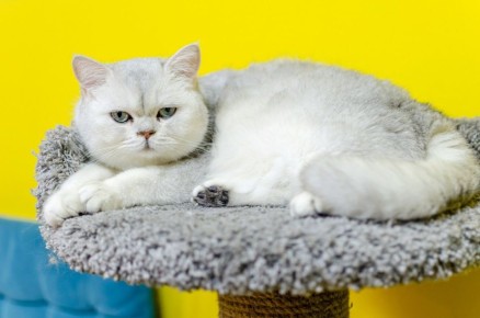 ���������� ����������� �� ������ �������� ���� ������� � ������� �����