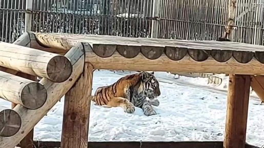 ��� ��� ������� ����? � �������� ������ - ���! ����� ������������ ������ ������ � ������ ��������