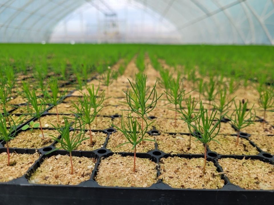 � ������� ������������ ������ ���������� � ������ ����������� ������� � �������� �������� �������� (���)