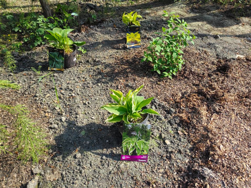 Как создать витаминную подкормку для растений из простых ингредиентов