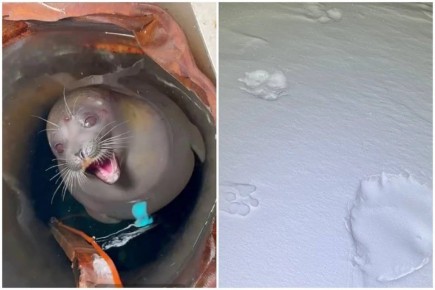 ��������� � ������ ������: �� ���� �������� ����� ������� ��������� ������������ ������������, ����� ������� �����