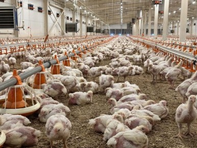 �� ���� ��� ������������ ���� �������� ������������ ���� ����� �� 54% � � 28,1 �� 43,4 ���