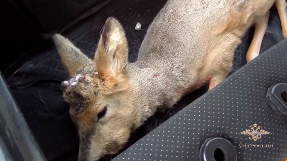 � �������� ����������� ����� �������� ������� ������