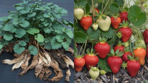 ������� ������� ��������: ��� �������� �������� ������ � ������� ������� �������