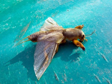 ������ ����������: ��������� ������ ������ � ��������� �� �������