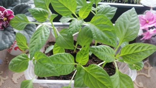 ��� � �������� ���������� ������� ������� ����� ��� ���������