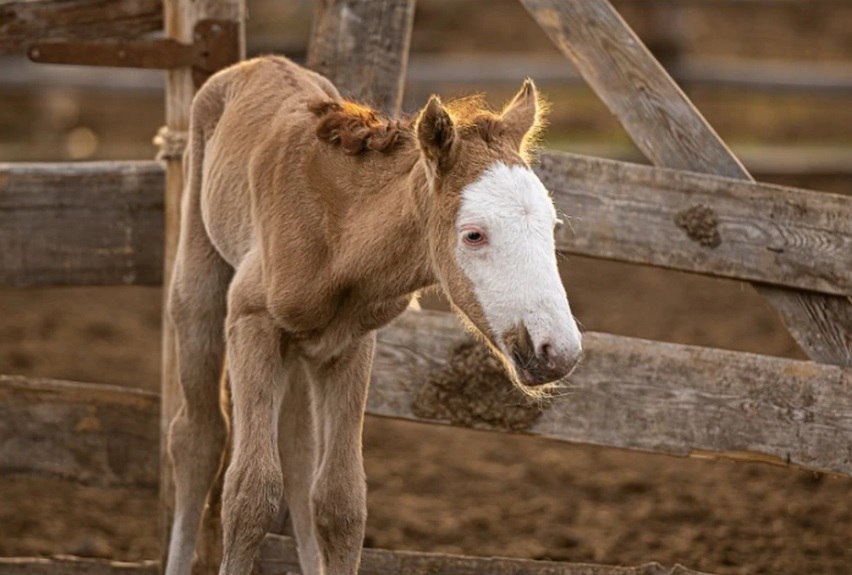 «Стоял уткнувшись в пустоту и тихо умирал»: оставшегося без мамы жеребенка-подкидыша спасли в Якутии