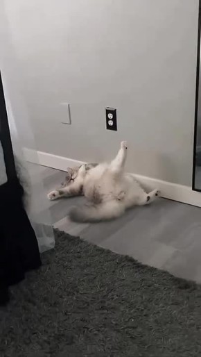 ������ ���� �������. ���