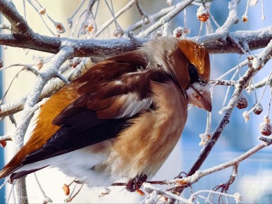 ������� � �� -15�C: ������� ������ �� �������� � �����������