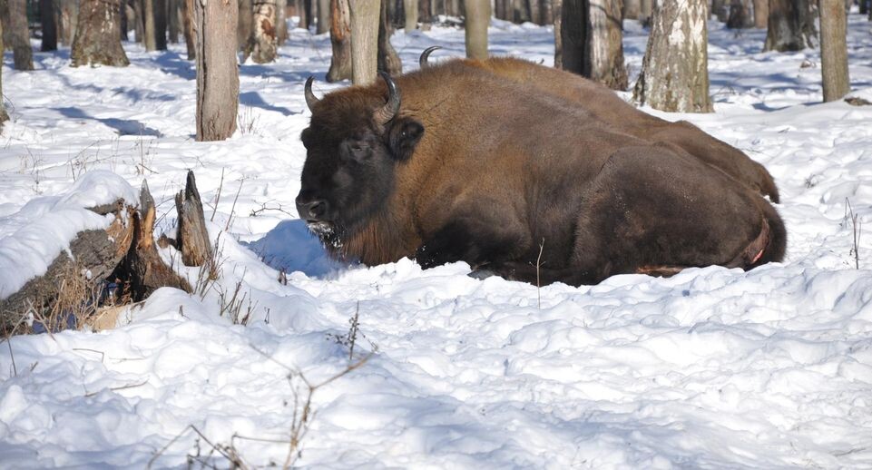 Экологи требуют экспертизы перед изменением закона об охране природы