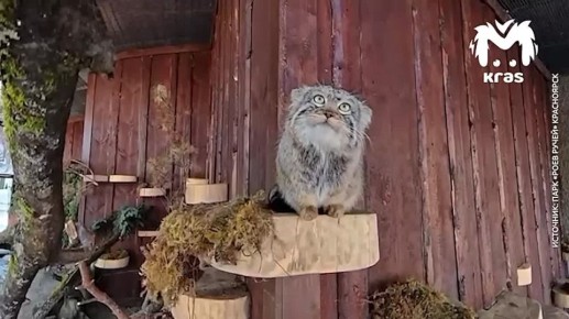 ����� ����� �� "����� �����" ��� �� ��� ��������� � �����