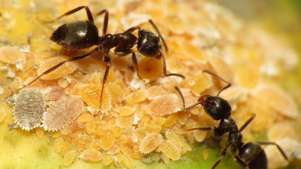 Муравьи на даче: незаменимые помощники или надоедливые вредители?