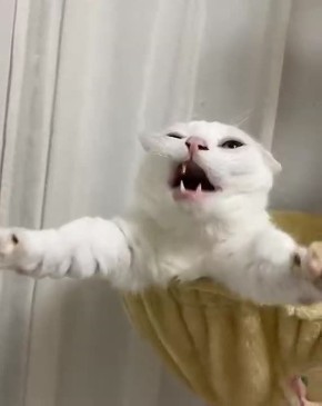 ������ ���� �����������. ���