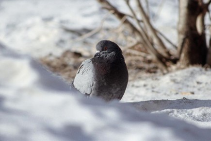 Резкое похолодание до -25°C придет в Красноярск