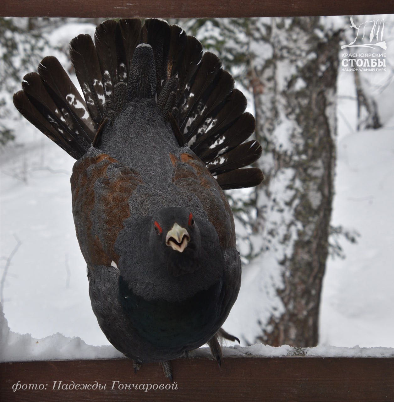 На «Красноярских Столбах» прогуливается ручной глухарь На «Красноярских Столбах» прогуливается ручной глухарь