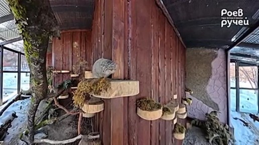 Манул Борис из «Роева ручью» готовится встречать весну