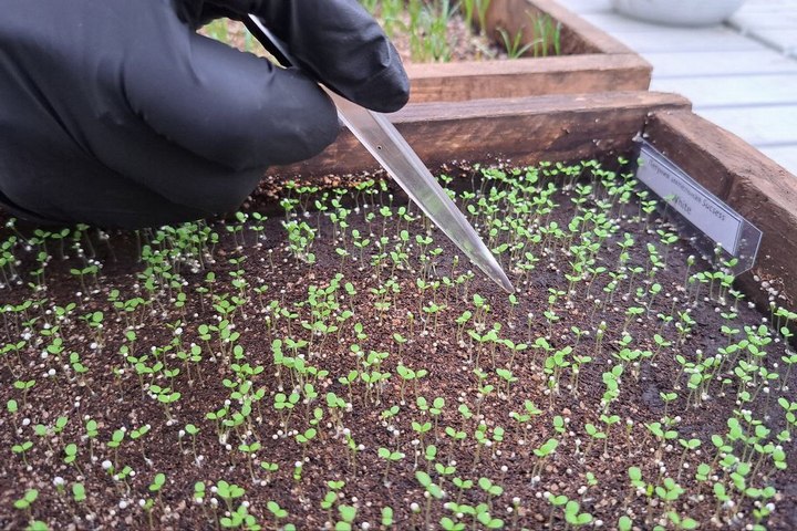 Для озеленения Красноярска в теплицах УЗС планируют вырастить около 500 тысяч саженцев цветов