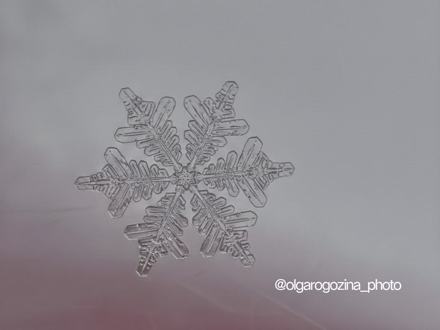 Уникальные снежинки в объективе Ольги Рогозиной Уникальные снежинки в объективе Ольги Рогозиной