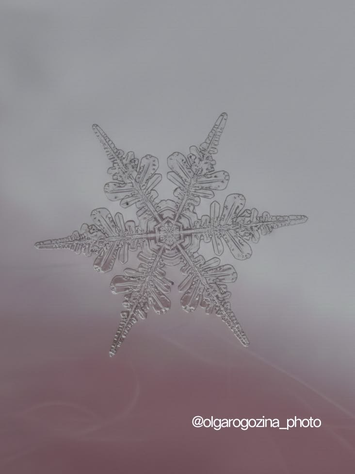 Уникальные снежинки в объективе Ольги Рогозиной Уникальные снежинки в объективе Ольги Рогозиной