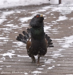 �� ������������� �������� ������������� ������ �������