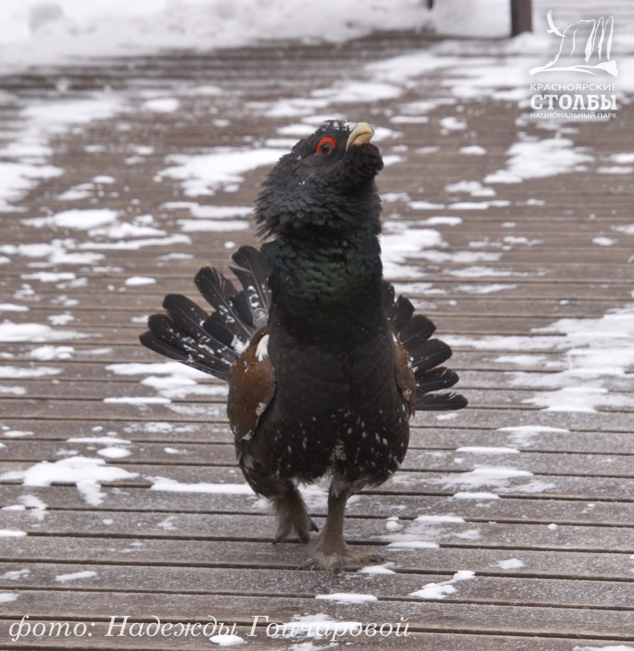 На «Красноярских Столбах» прогуливается ручной глухарь