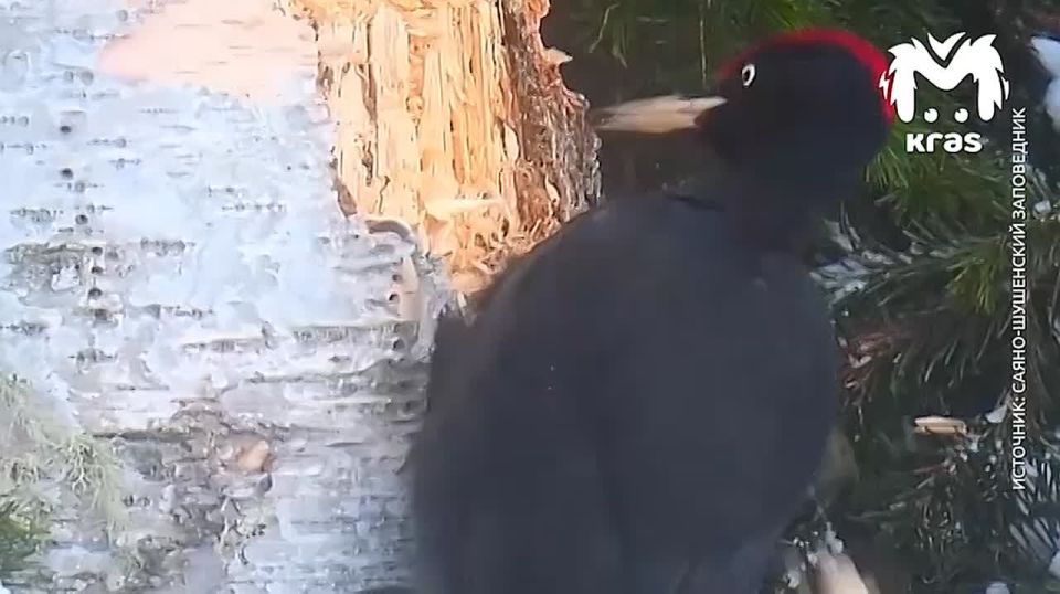 �����-��������� ������ ������ � �����-��������� �����������