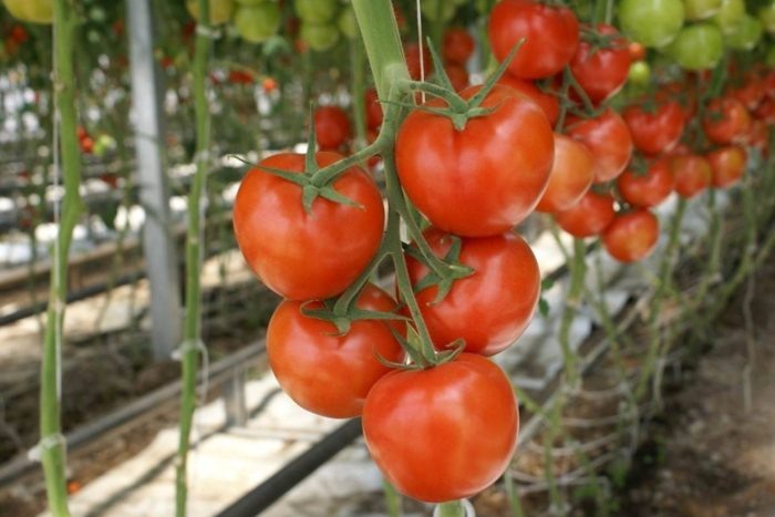 Томат Талица: надежный выбор для раннего сбора урожая