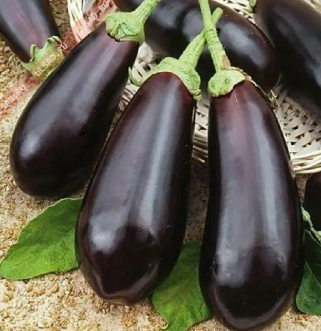 Февральская подсказка для дачников: что сеять и как не прогадать