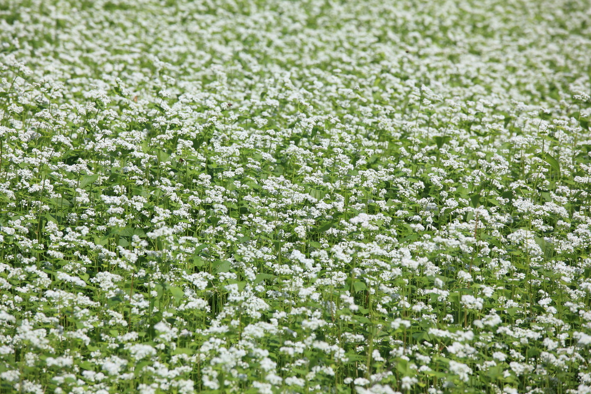 Гречиха: Зеленый Санитар Полей и Питательный Продукт