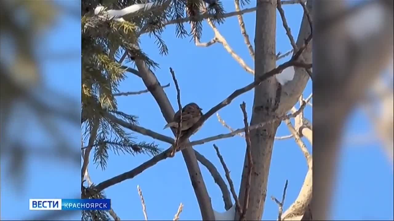 В Красноярском крае пересчитали воробьёв