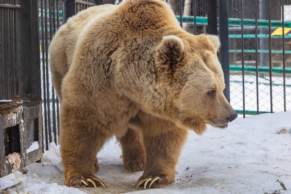 В Красноярске проснулись медведи!
