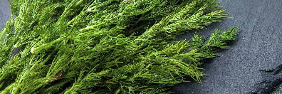 Укроп: не просто зелень, а настоящая находка для здоровья и вкуса