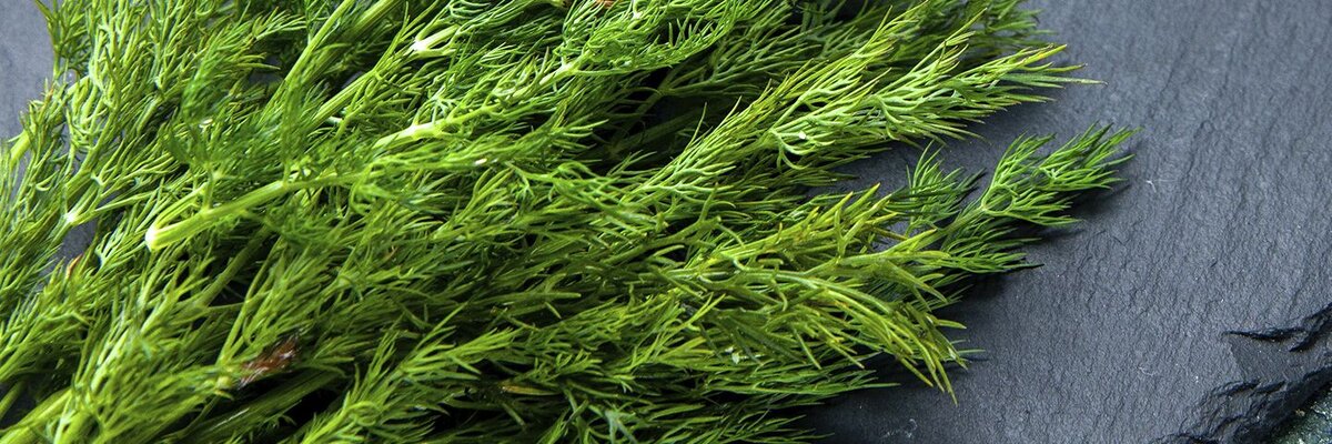 Укроп: не просто зелень, а настоящая находка для здоровья и вкуса