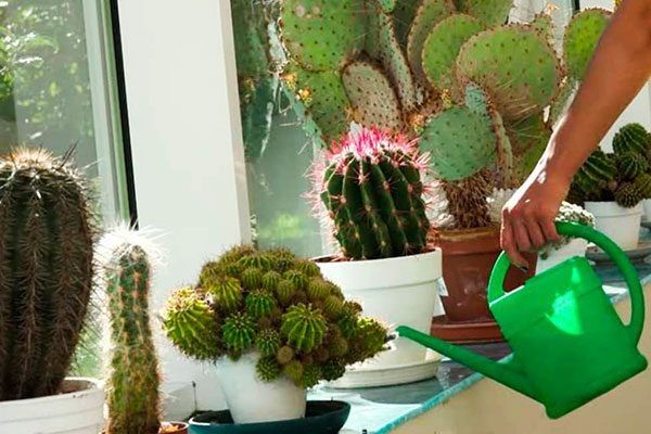Кактусы: развенчиваем мифы и раскрываем факты о содержании
