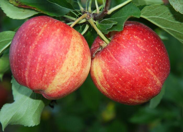 Как сохранить яблоки свежими до весны: полезные рекомендации