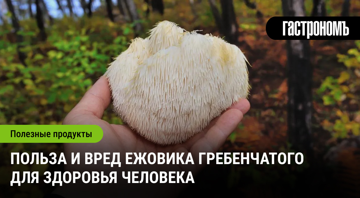 Гриб-лапша: открытие для улучшения памяти